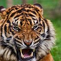 slides/IMG_8355.jpg wildlife, feline, big cat, cat, predator, fur, marking, stripe, sumatran, tiger, eye, mouth, fang, tongue WBCW107 - Sumatran Tiger